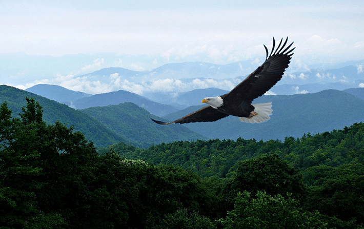 The Eagle Returns logo